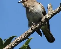 Coccyzus cinereus