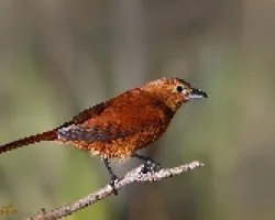 Tachyphonus rufus