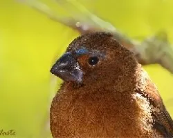 Cyanocompsa brissonii