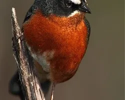 Poospiza nigrorufa