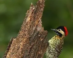 Colaptes melanolaimus