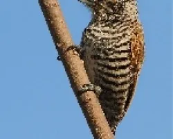 Picumnus cirratus