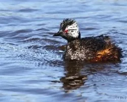 Podiceps rolland