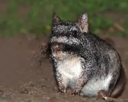 Lagostomus maximus