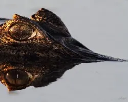 Caiman yacaré