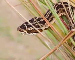 Bothrops jararaca