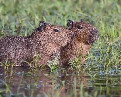 Capibara