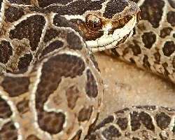 Bothrops yararaca