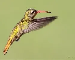 Hylocharis chrysura