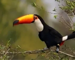 Ramphastos toco
