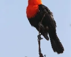 Amblyramphus holosericeus
