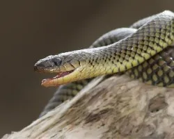 Liophis miliaris semiaureus 