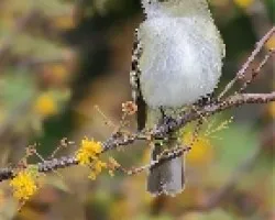 Elaenia parvirostris