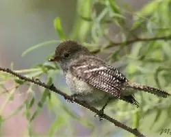Elaenia parvirostris