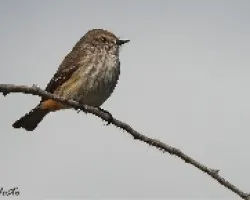 Pyrocephalus rubinus