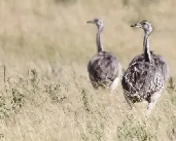 Rhea americana