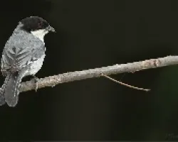 Poospiza melanoleuca