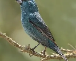 Cyanoloxia glaucocaerulea