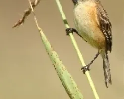 Polystictus pectoralis