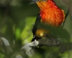 Pipra fasciicauda