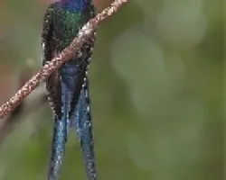 Eupetomena macroura