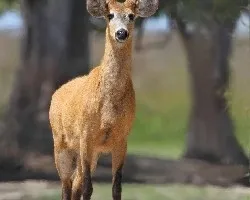 Blastocerus dichotomus