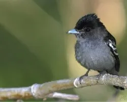 Pachyramphus polychopterus