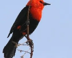 Amblyramphus holosericeus