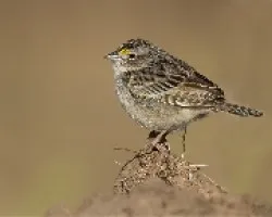 Ammodramus humeralis