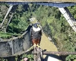 Falco rufigularis