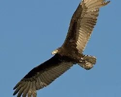 Cathartes burrovianus