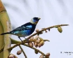 Tangara larvata