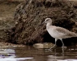 Tringa semipalmata
