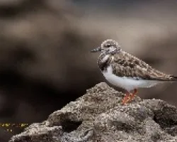 Arenaria interpres