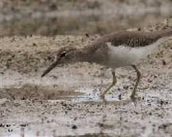 Actitis macularius