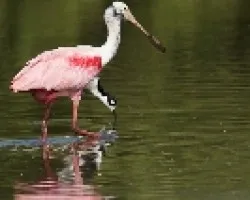 Platalea ajaja