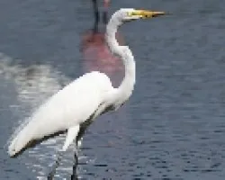 Ardea alba
