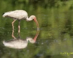 Eudocimus albus