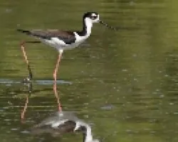 Himantopus mexicanus
