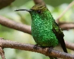Elvira cupreiceps