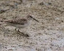 Calidris minutilla