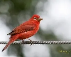 Piranga rubra