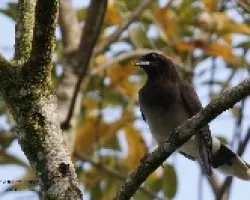 Cyanocorax morio