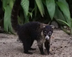 Nasua narica