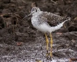 Tringa melanoleuca