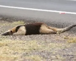 Tamandua mexicana