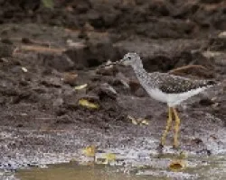 Tringa melanoleuca