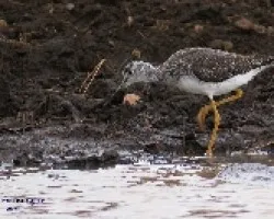 Tringa melanoleuca