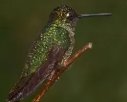 Eugenes fulgens