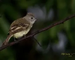 Elaenia flavogaster